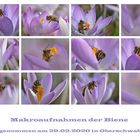 Bienen-Makros