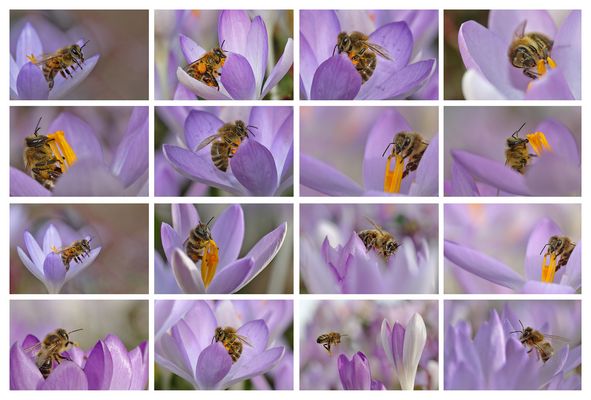 Bienen-Makros oder die LILA PAUSE