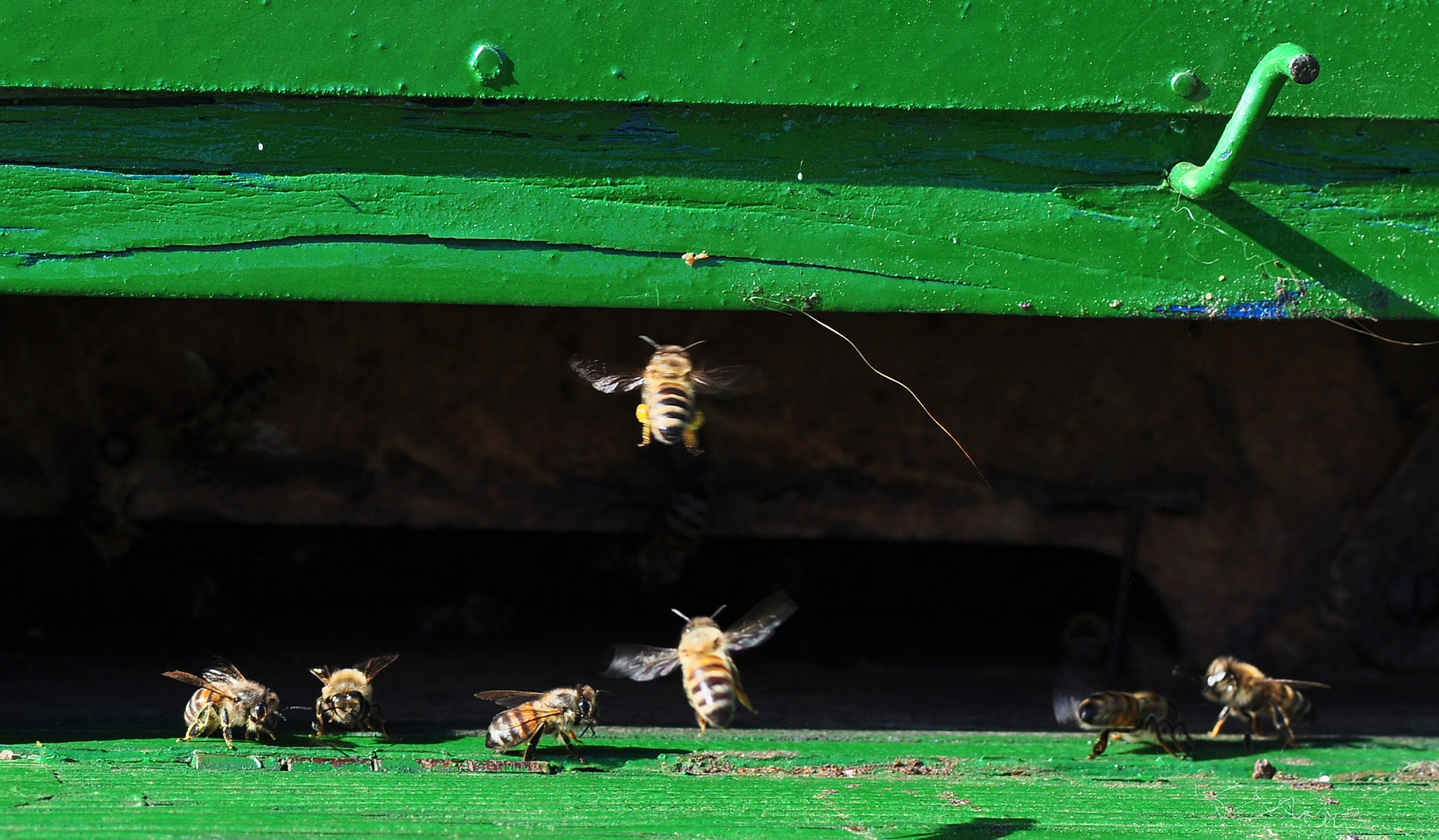 Bienen Makroversuch2