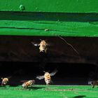 Bienen Makroversuch2