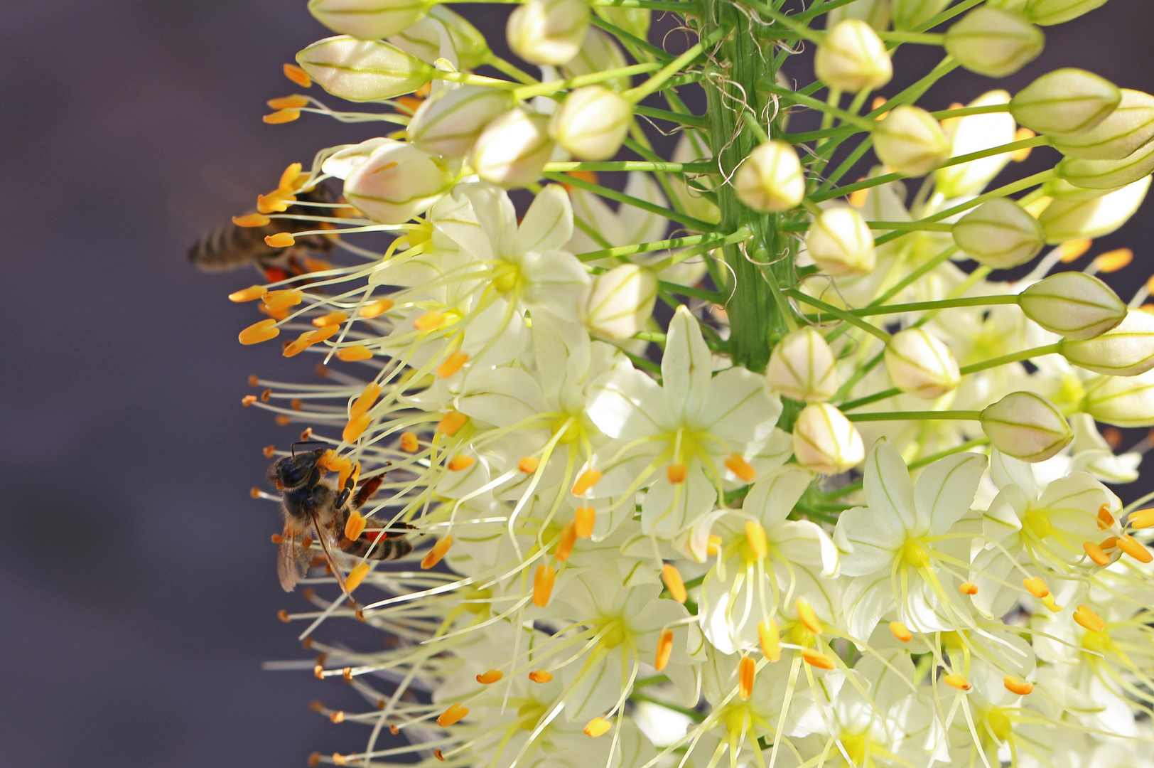 Bienen mögen Steppenkerzen...