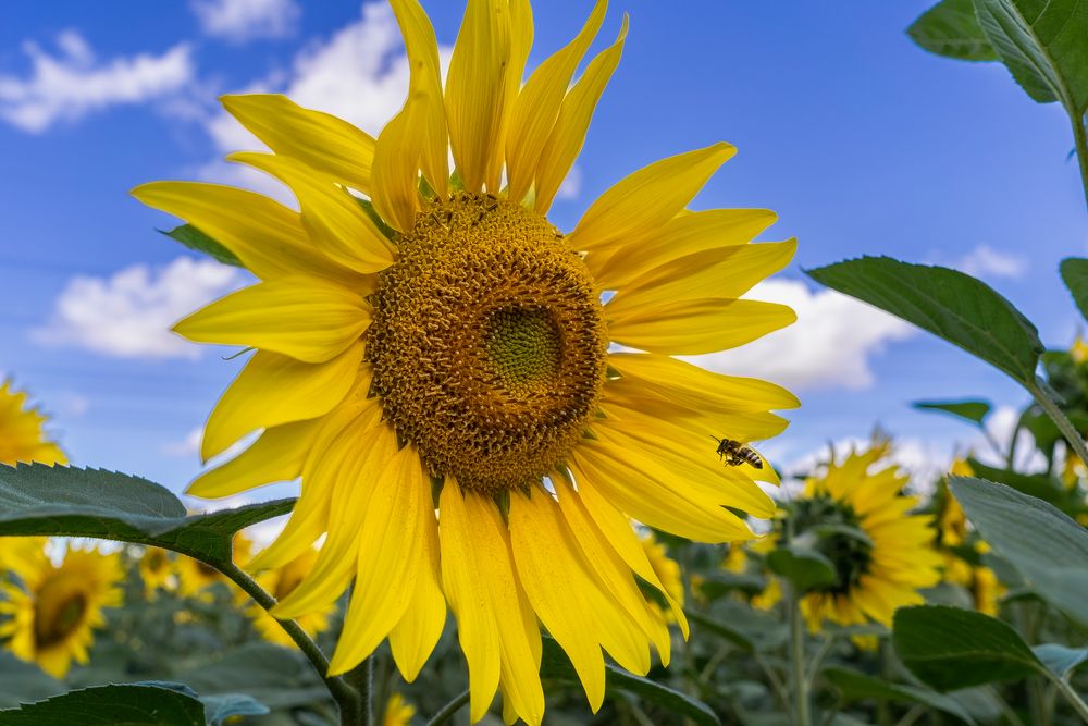 Bienen-Navi; Sie haben Ihr Ziel erreicht