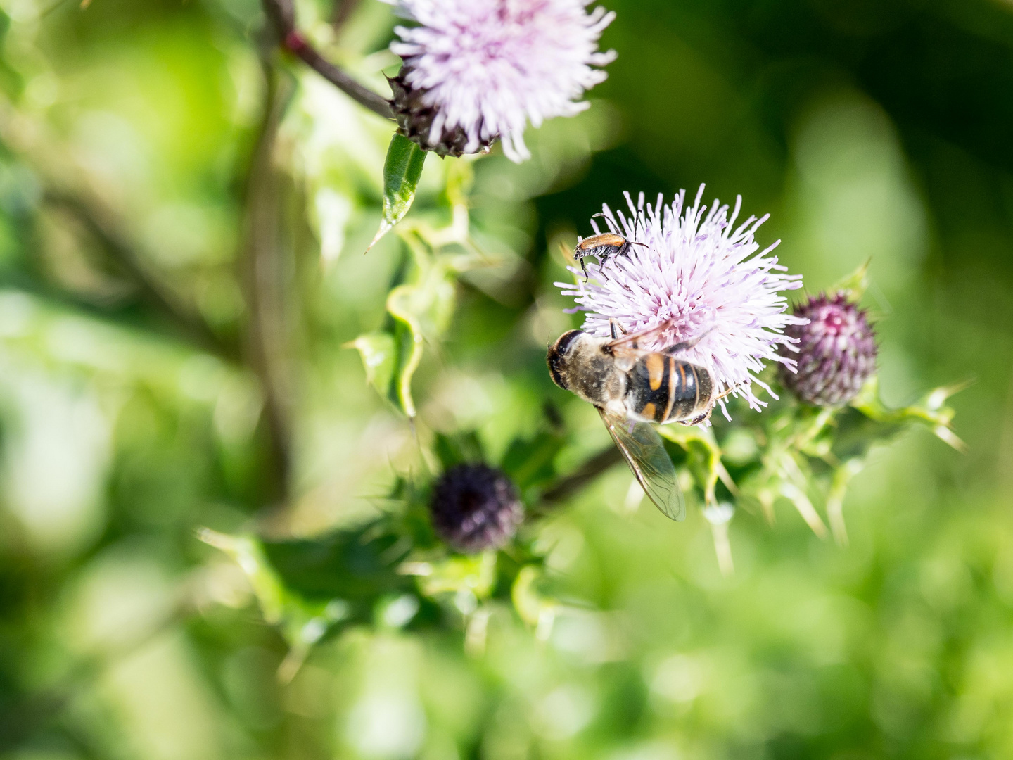 Bienen-Nektar 2