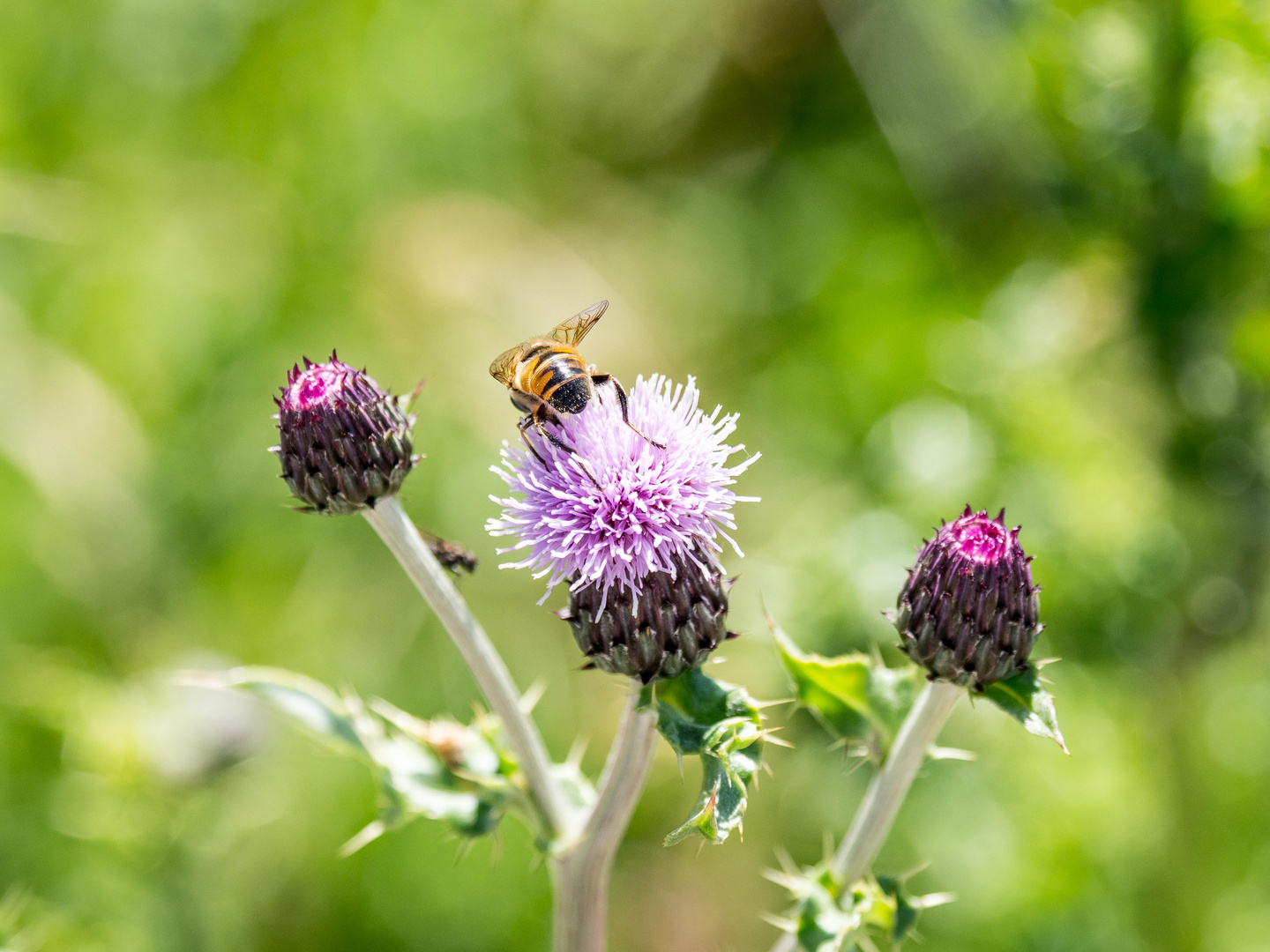 Bienen-Nektar