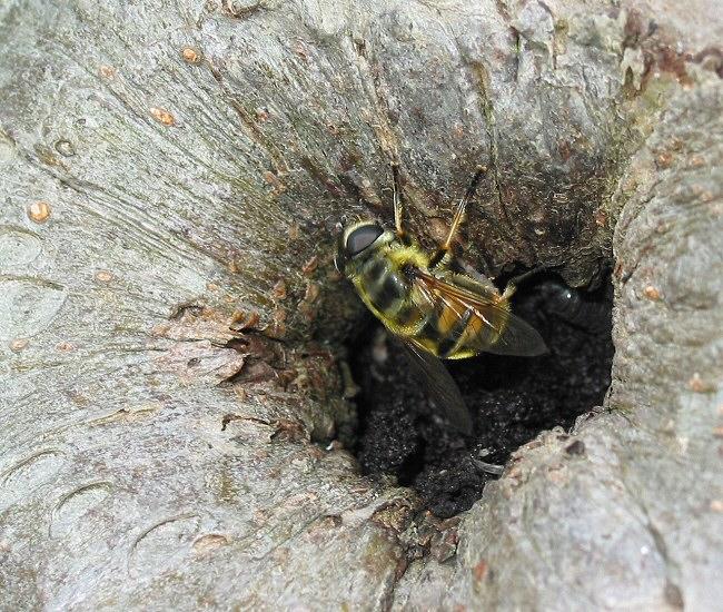 Bienen-Nest im Apfelbaum