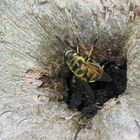 Bienen-Nest im Apfelbaum