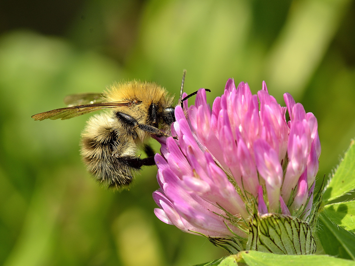 Bienen oder Hummeln auf Klee