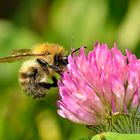 Bienen oder Hummeln auf Klee