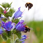 Bienen oder Hummeln - wer weiss das schon ;-)