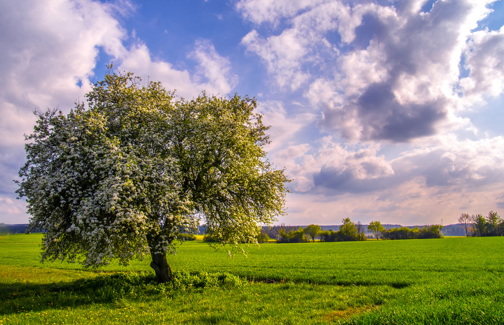 Bienen-Paradies