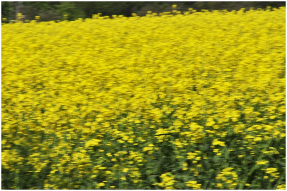 Bienen-Perspektive