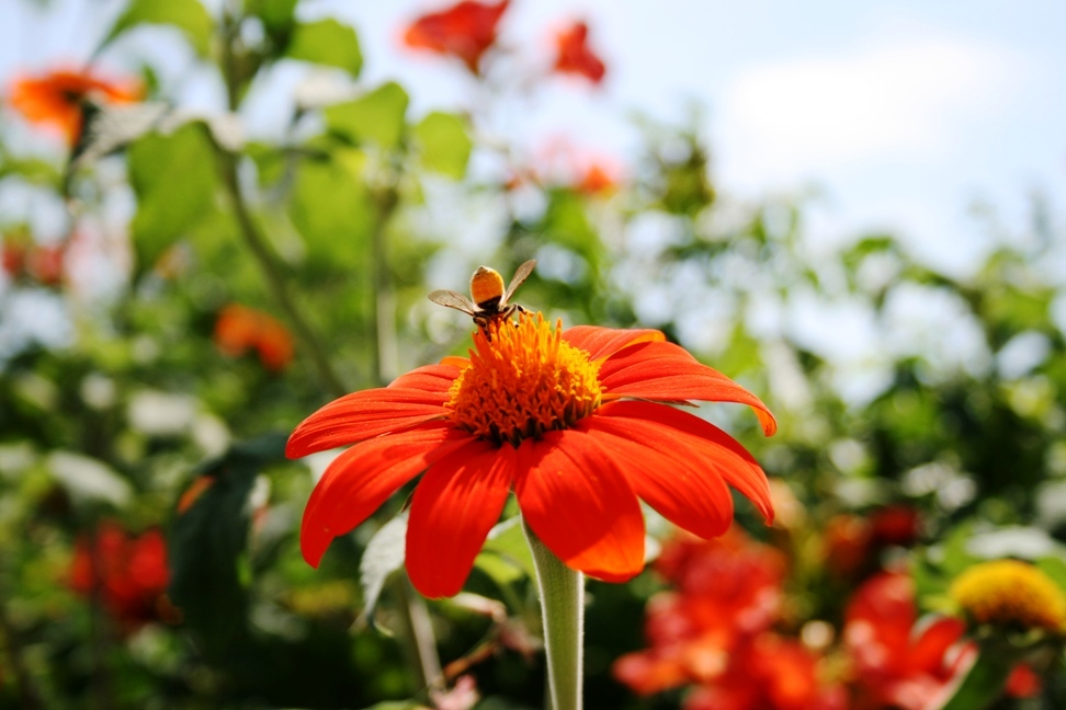 Bienen-Popo