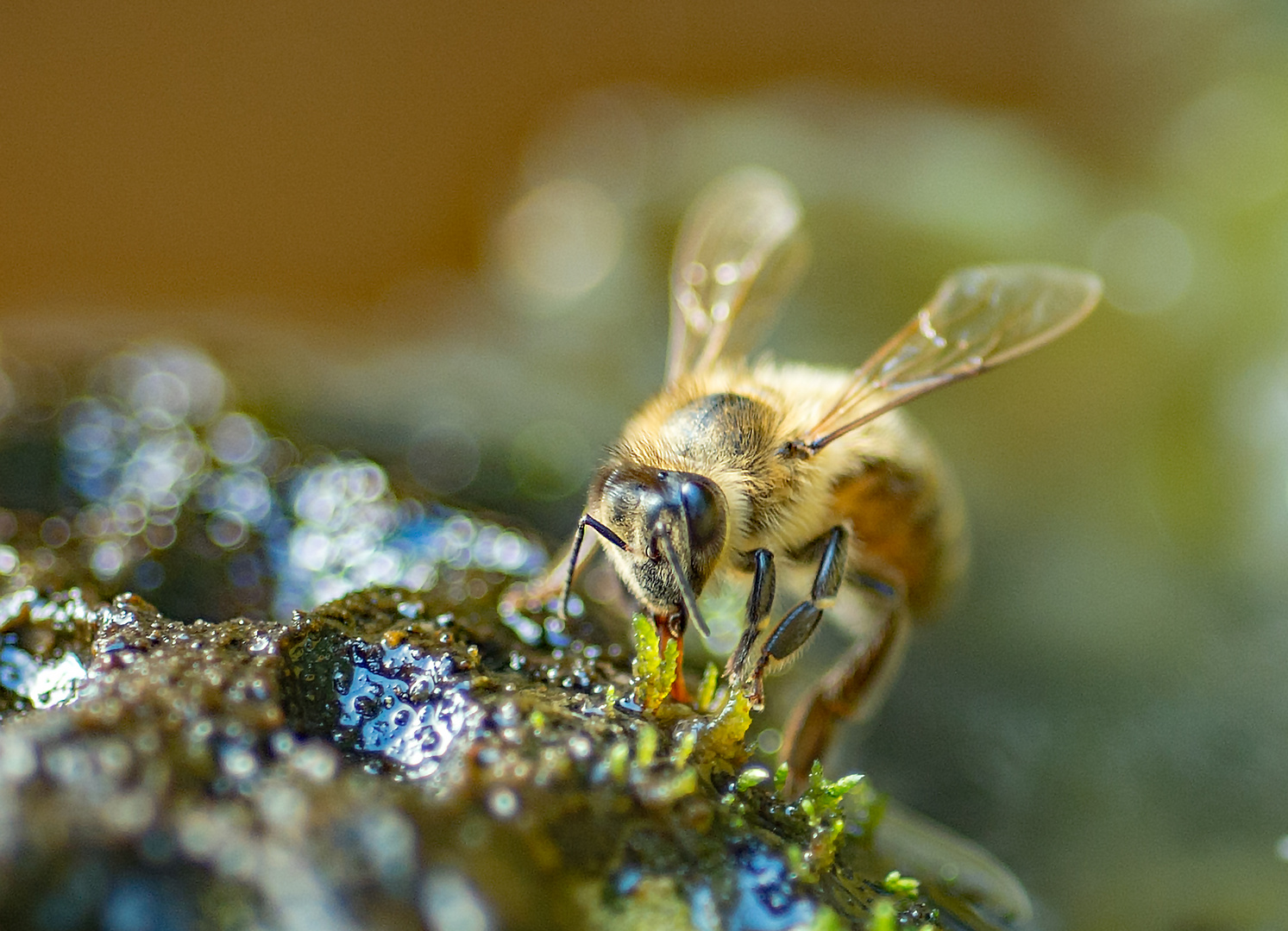 Bienen Portait