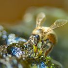 Bienen Portait