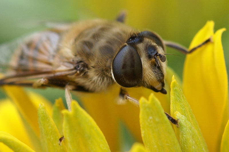 Bienen-Porträt