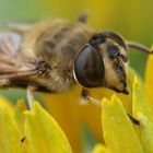 Bienen-Porträt