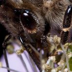 Bienen Portrait (Ausschnitt)