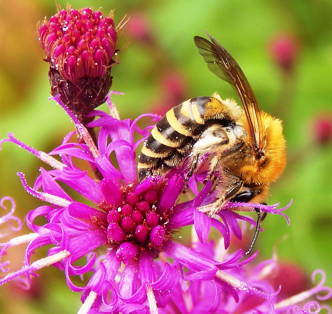 Bienen-Posing im September