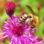 Bienen-Posing im September