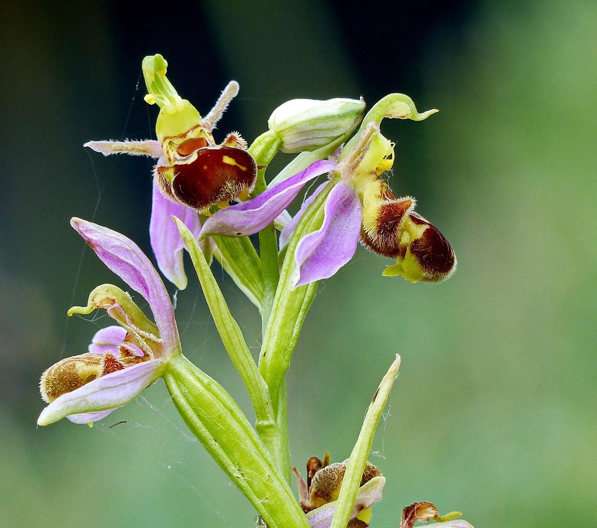   Bienen Ragwurtz  Wilde Orchidee