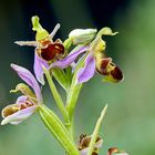   Bienen Ragwurtz  Wilde Orchidee