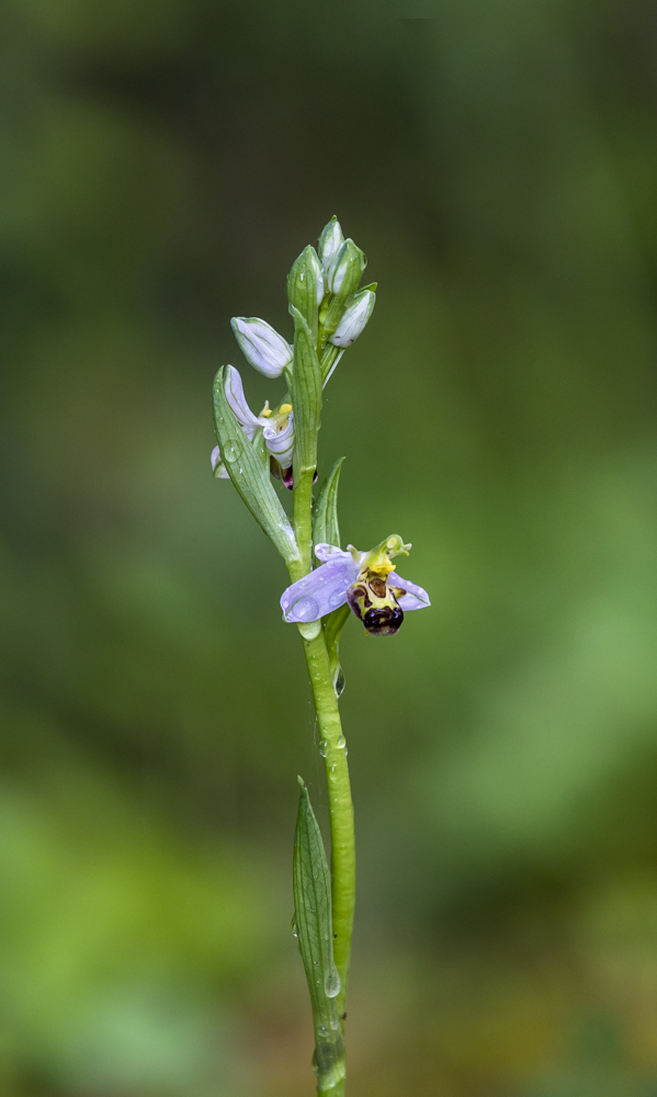 Bienen-Ragwurz