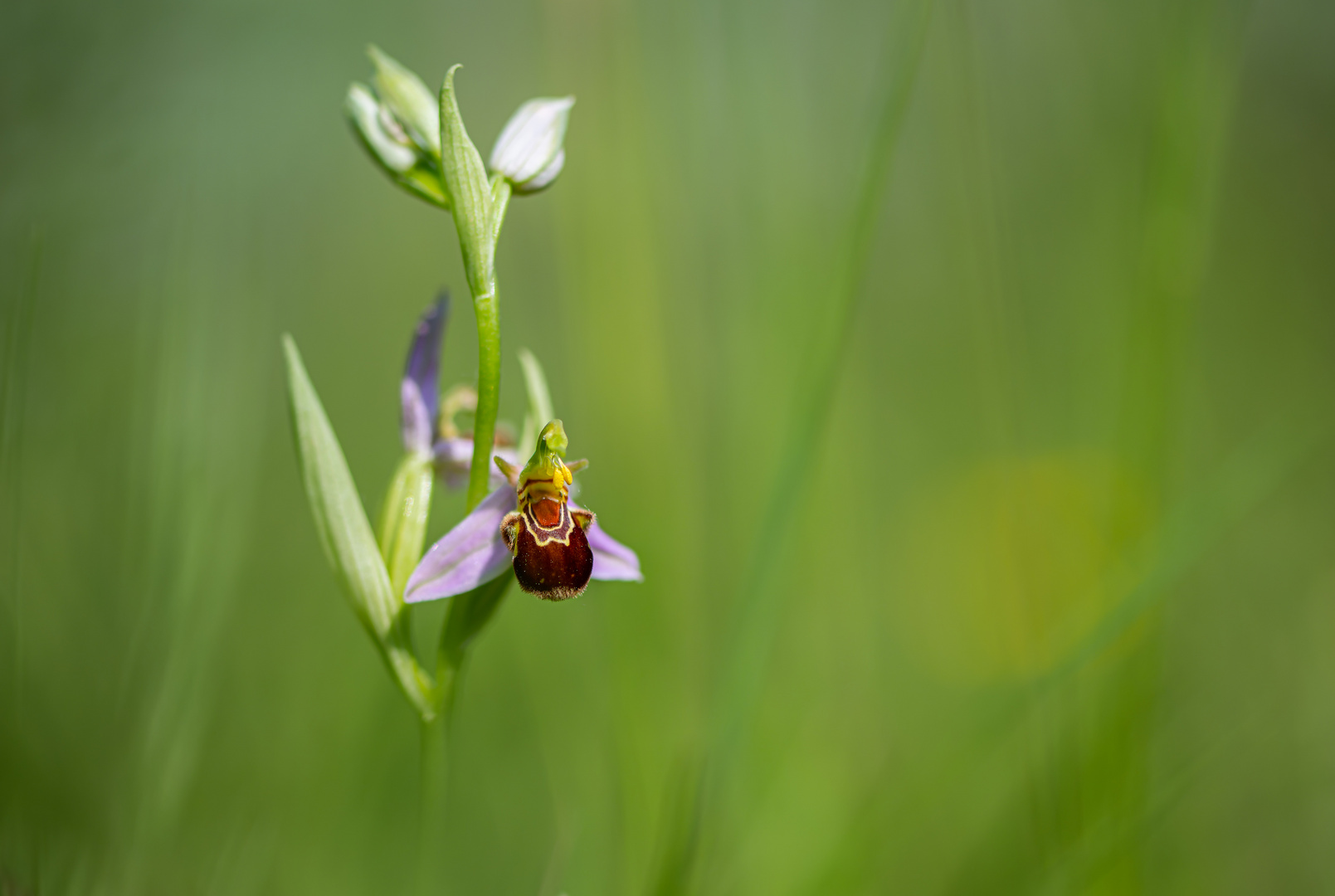 Bienen-Ragwurz