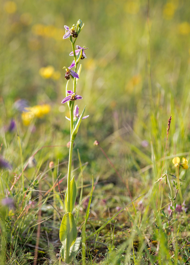 BienenRagwurz Foto & Bild natur, orchidee, blüten Bilder auf