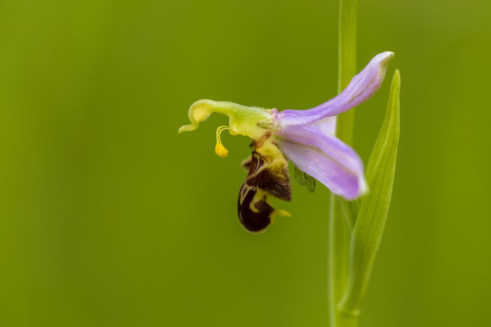 Bienen-Ragwurz