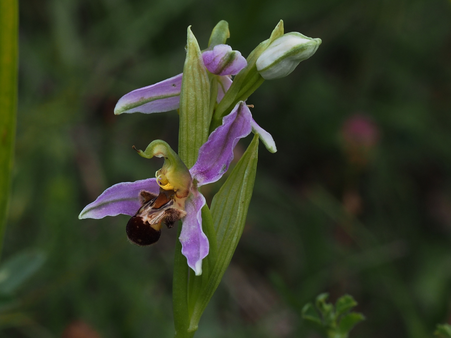 Bienen-Ragwurz