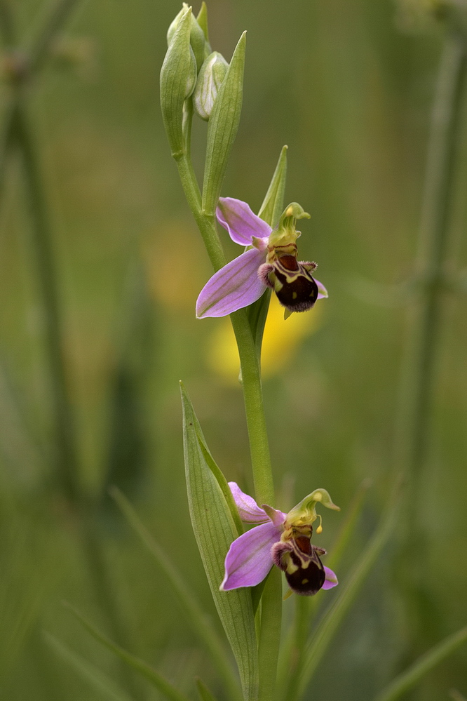 Bienen-Ragwurz