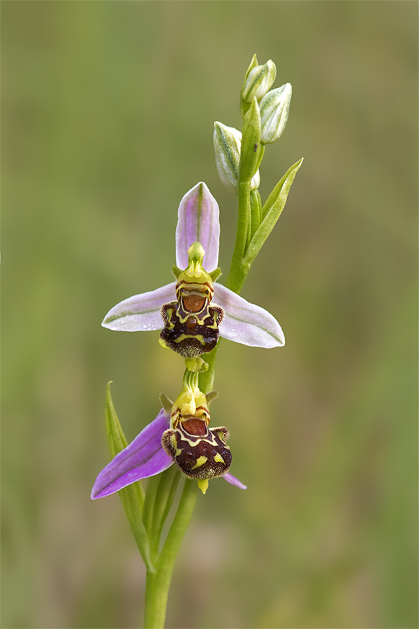 Bienen-Ragwurz