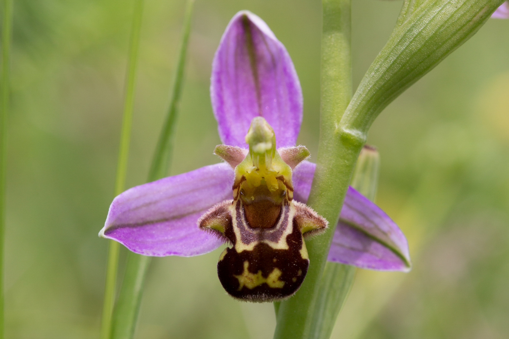 bienen ragwurz am burgberg 2022 (1)