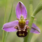 bienen ragwurz am burgberg 2022 (1)