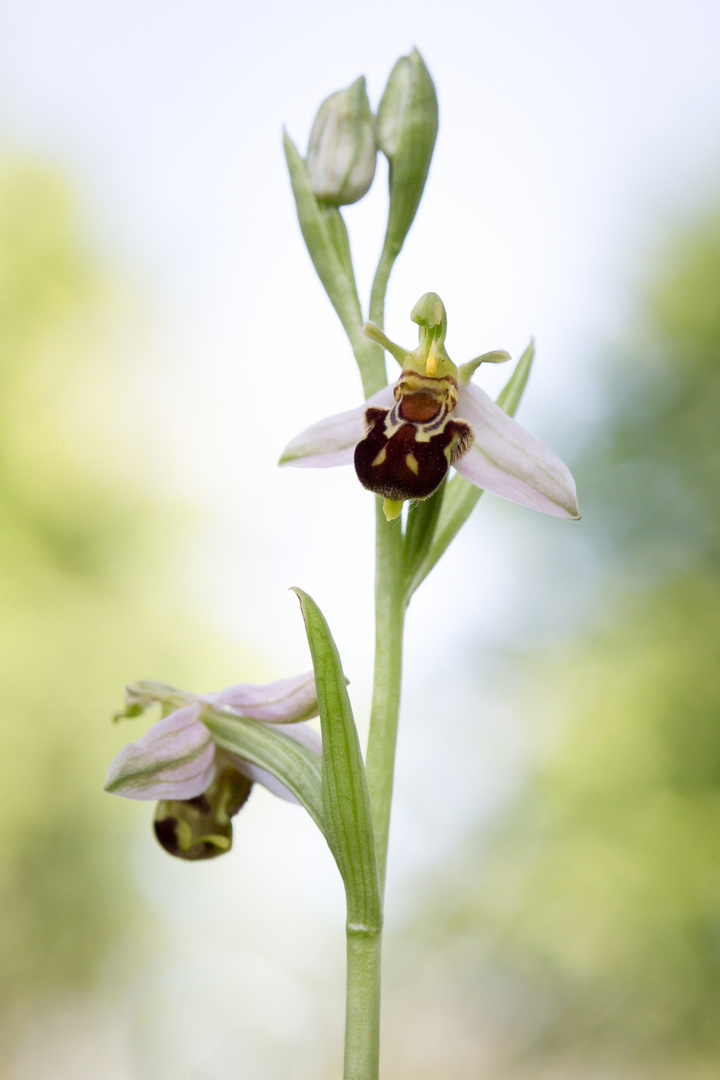 bienen ragwurz am burgberg 2022 (6)