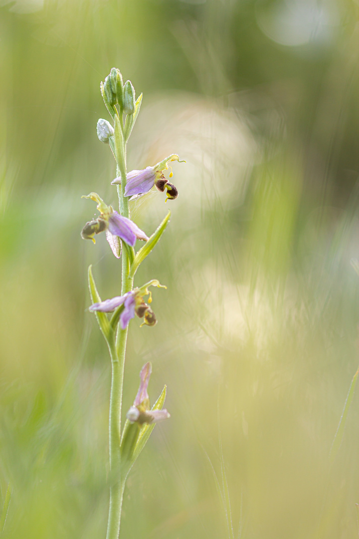 Bienen-Ragwurz