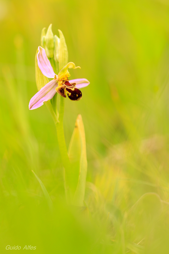 Bienen Ragwurz