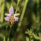 Bienen-Ragwurz, eine Falle für Bienen?