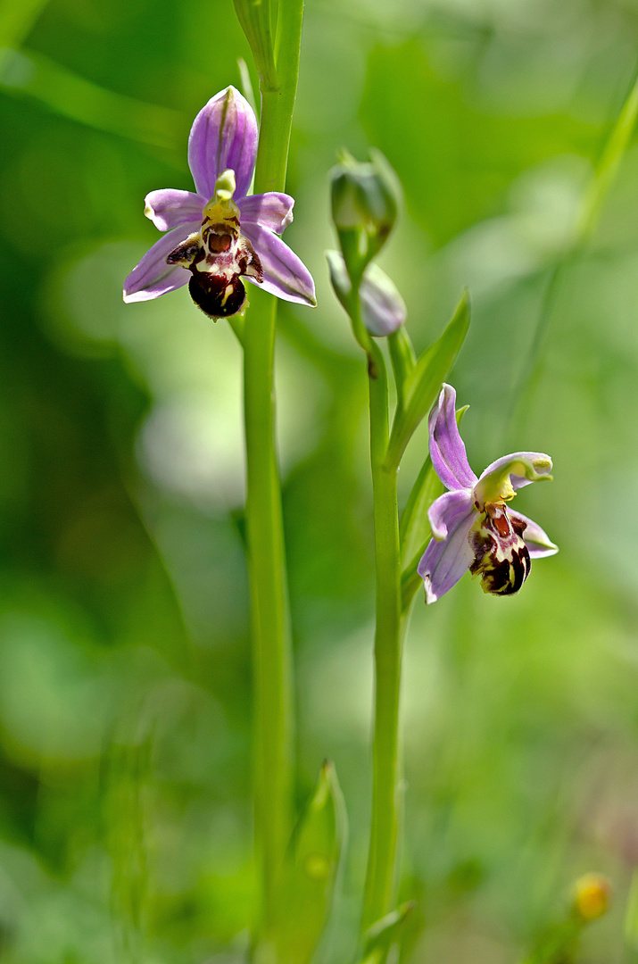 Bienen-Ragwurz ( Ophrys apifera )