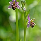 Bienen-Ragwurz ( Ophrys apifera )