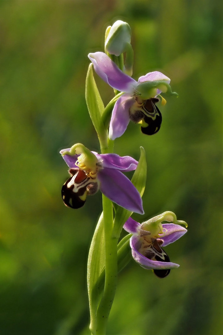 Bienen- Ragwurz (Ophrys apifera) 1