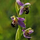 Bienen- Ragwurz (Ophrys apifera) 1