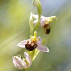 Bienen Ragwurz - Ophrys Apifera!!