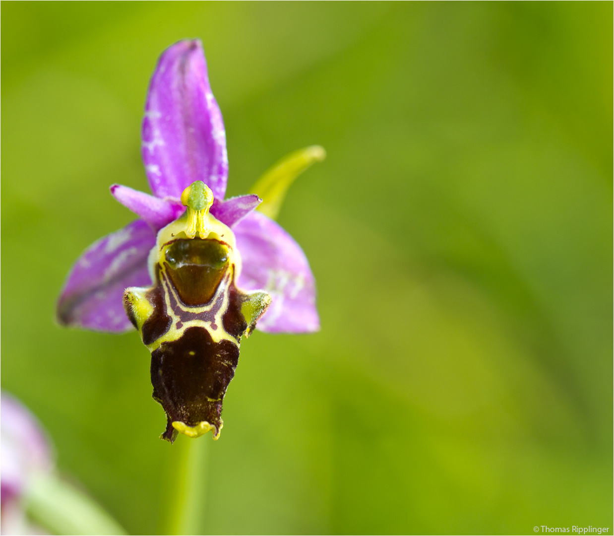 Bienen-Ragwurz (Ophrys apifera) .