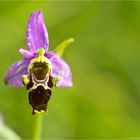 Bienen-Ragwurz (Ophrys apifera) .