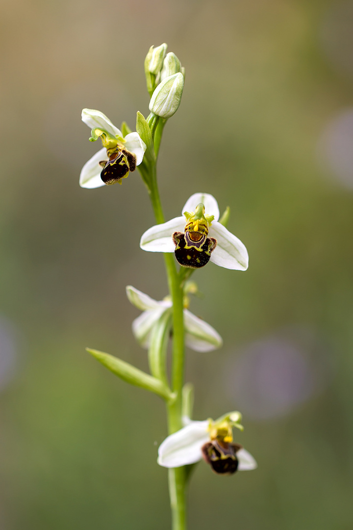 Bienen-Ragwurz Ophrys apifera