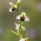 Bienen-Ragwurz Ophrys apifera