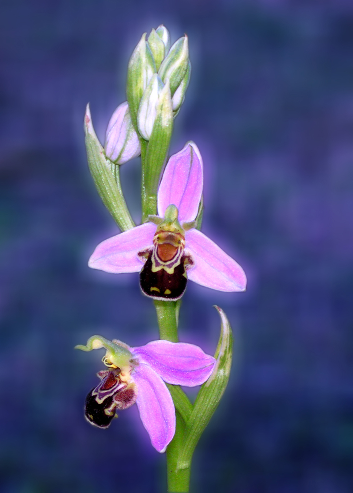 Bienen-Ragwurz (Ophrys apifera)