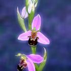 Bienen-Ragwurz (Ophrys apifera)