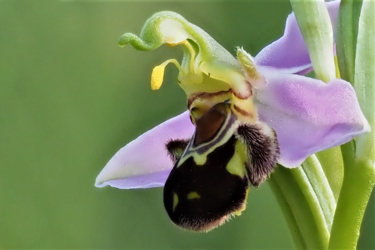 Bienen- Ragwurz (Ophrys apifera) 2